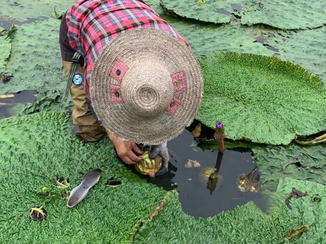 苏州鸡头米：江南水乡的味觉传奇与养生