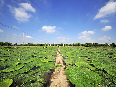 苏州鸡头米种植基地在哪里？哪里的鸡头