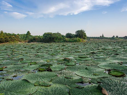 苏州鸡头米种植基地参观游览，品尝纯手