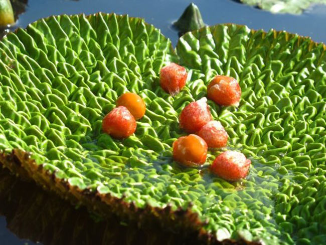 苏州阳光明媚 带您参观芡农品牌苏州鸡头米种植基地