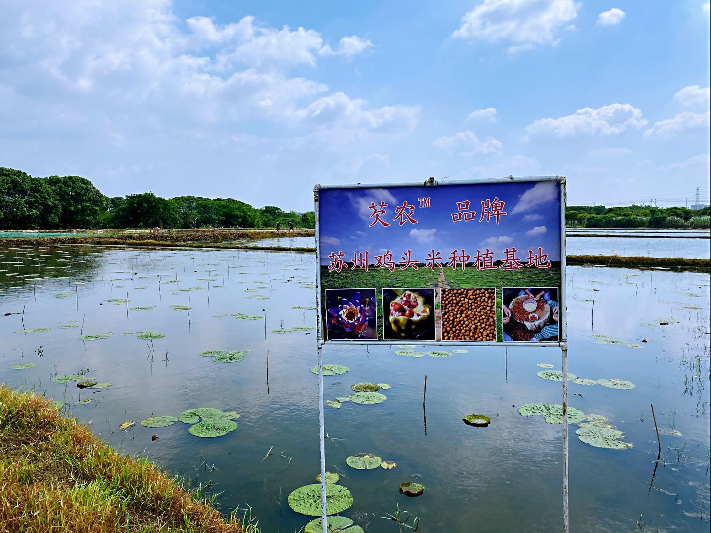 2020年苏州鸡头米什么时候上市？上市后哪里可以买到新鲜鸡头米？