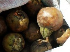 上海哪里有卖苏州新鲜鸡头米