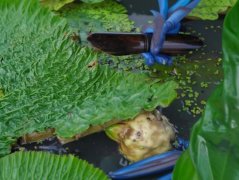 苏州鸡头米种植的季节管理要点