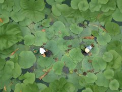 苏州鸡头米病虫害防治攻略