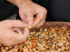 苏州鸡头米为什么这么贵？揭秘“水八仙之王”的采摘全过程！
