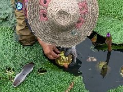 解锁苏州鸡头米，舌尖上的江南水乡密码