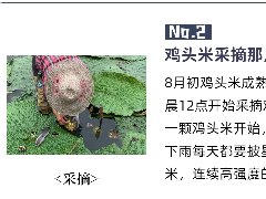 芡实：“水中人参” 的养生奥秘与美味吃法