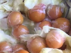 吴中鸡头米：江南水乡的璀璨明珠