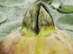 吴中鸡头米：水乡瑰宝，舌尖珍馐