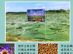 25 年苏州鸡头米上市：江南秋日的味觉盛宴