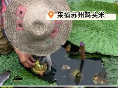 正宗苏州鸡头米：水乡孕育的舌尖瑰宝
