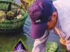 正宗苏州鸡头米哪里买？全渠道选购攻略