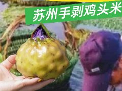  2025 年苏州鸡头米什么时候上市？揭秘江南秋日限定美味登场时刻
