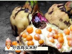 2025 年苏州鸡头米什么时候上市？这份江南秋日尝鲜指南请收好