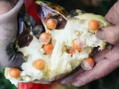 为什么苏州鸡头米的品质最好