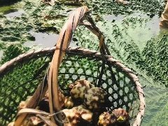 苏州鸡头米几月份最新鲜