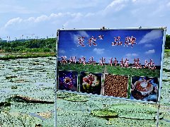 苏州鸡头米 2025 年即将上市